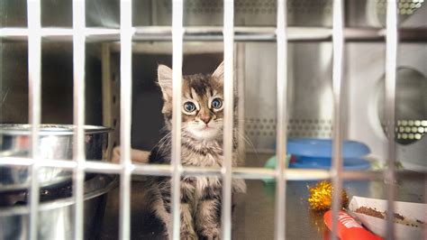 Louisville animal shelter - Louisville Metro Animal Services has taken in 388 animals from Oct. 1 to Oct. 16, 2022. So far this year 6,578 animals were brought into the shelter compared to 5,493 animals during the same time ...